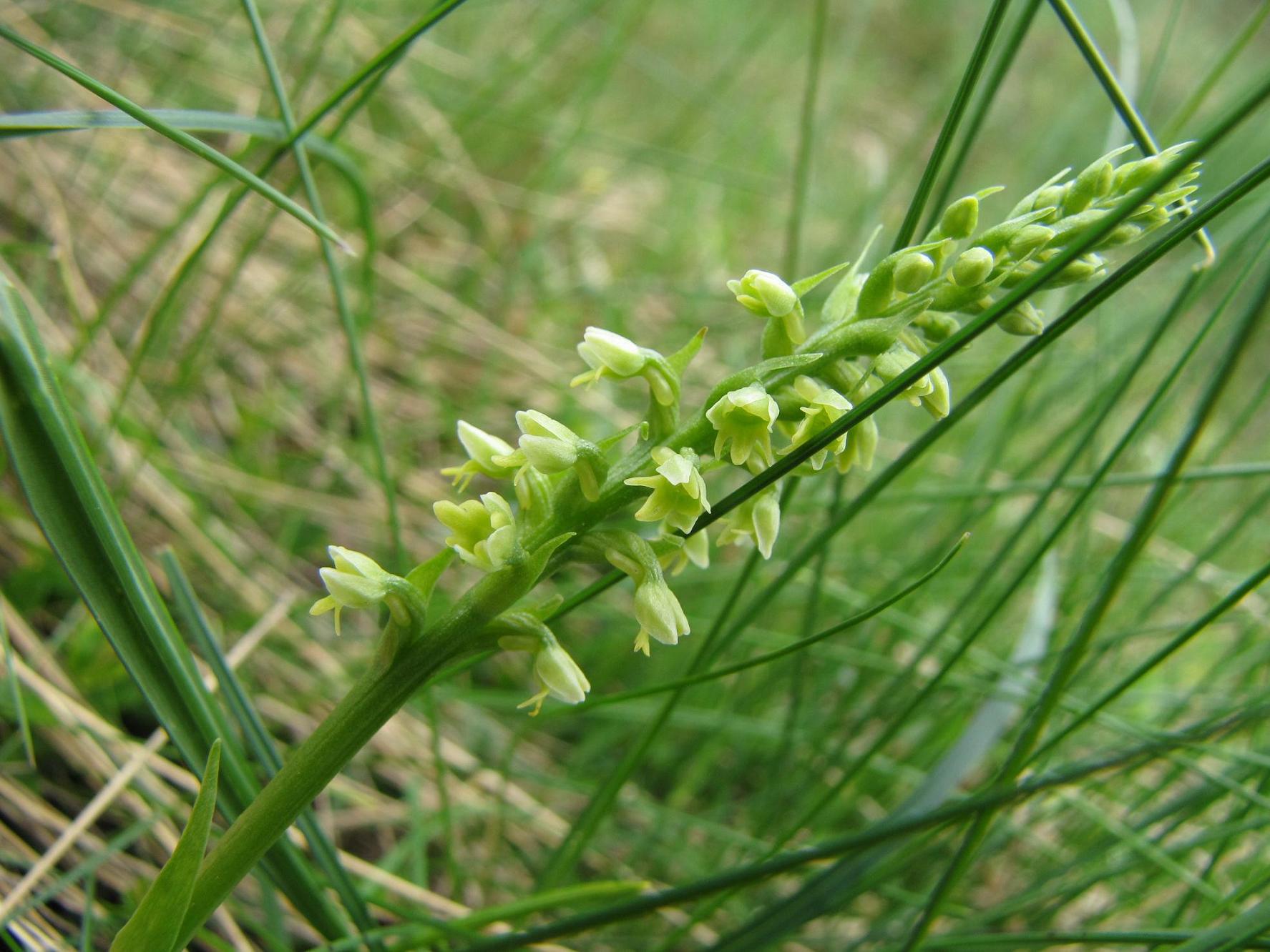 Pseudorchis albida